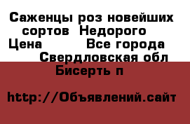 Саженцы роз новейших сортов. Недорого. › Цена ­ 350 - Все города  »    . Свердловская обл.,Бисерть п.